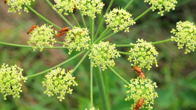 Siberian hogweed growing in a wild meadow with a yellowish-green umbel inflorescence. Detailed view of Heracleum sibiricum flowers. Red soldier beetles crawl on the cluster.