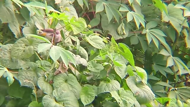 A wild sooty-headed bulbul perched on a leaf. 