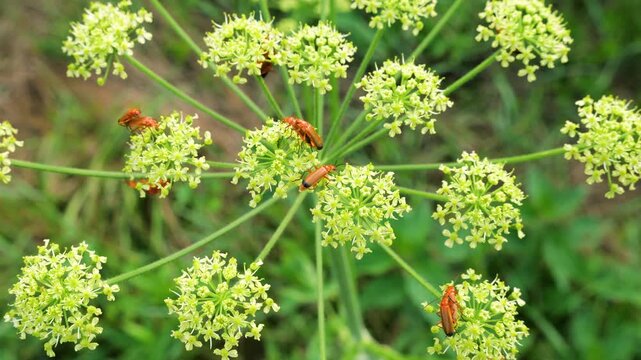 Siberian hogweed growing in a wild meadow with a yellowish-green umbel inflorescence. Detailed view of Heracleum sibiricum flowers. Red soldier beetles crawl on the cluster.
