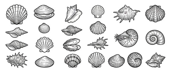 Collection of diverse marine seashells, hand-drawn sketch © wudel