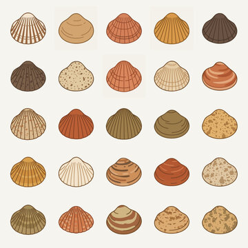 Diverse Collection of Seashells Illustration Set