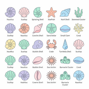 Colorful Seashells and Marine Life Illustration Set