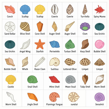 Illustrated Collection of Various Seashells and Marine Life