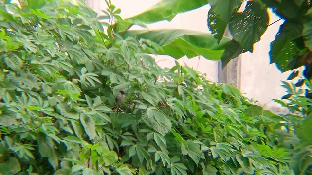A wild sooty-headed bulbul perched on a leaf. 
