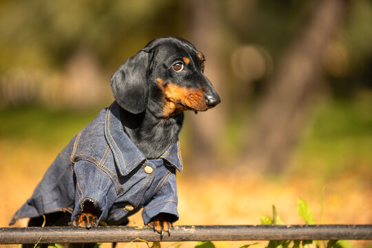 Black and tan dachshund dog in a denim jacket leaning on a metal railing against a blurred sunny autumn forest, gazing mysteriously aside, stylish pet on seasonal walk.
