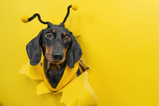 Black dachshund dog in bee costume with antennae on head breaking through torn yellow paper hole, funny insect pet portrait peeking through bright background, honey harvest concept
