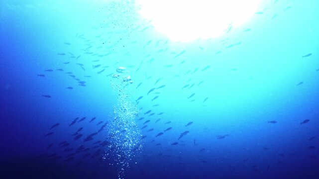 水中から立ち上る泡の柱と太陽光 イサキの魚群 水中ワイド 4K