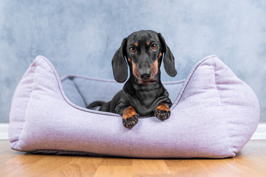  Black and tan dachshund dog lying in soft lavender pet bed on wooden floor looking offended with tilted head, sulky pet home comfort lifestyle concept