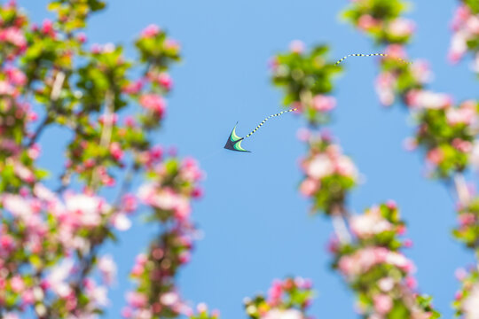 A long-tailed colorful butterfly flies among pink blooming tree branches against a clear bright blue sky in spring.