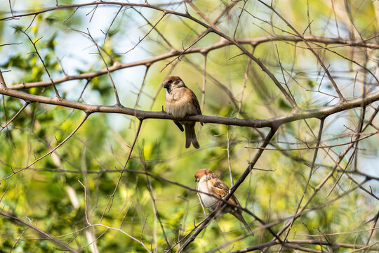 Two small sparrows rest on bare tree branches, with blurred green foliage in the background. The scene is a natural outdoor wildlife moment.