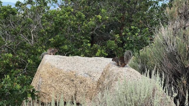 Two Uinta ground squirrels perched on a large boulder in a mountain shrub habitat.