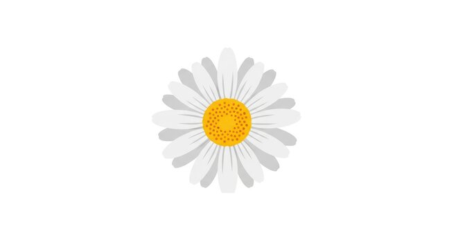 Simple illustration of a daisy flower.