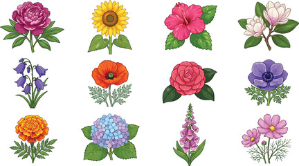 Hand Drawn Botanical Flower Collection with Peony Sunflower Hibiscus Magnolia and Garden Blooms © MdTanvir