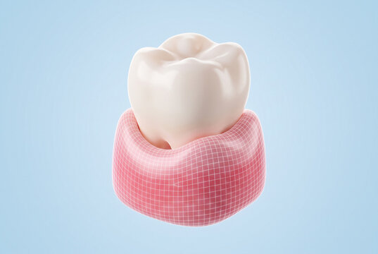 Detailed Anatomical Rendering of Human Tooth Structure with Gum Tissue for Dentistry, Oral Health, and Clinical Training Materials
