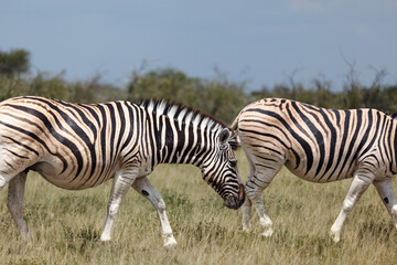 Obraz premium Closeup of two zebras walking in the grassland in Namibia