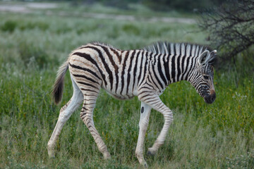 Obraz premium Closeup side view of baby zebra, Equus quagga, grazing in Namibia grassland