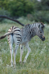 Obraz premium Closeup of zebra turning to look at photographer