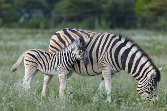 Closeup of mother and baby zebra grazing in namibia