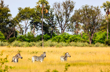 Obraz premium Plains zebra graze in grasslands of Chobe National Park, Botswana