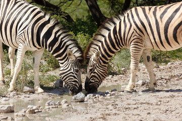 Obraz premium Close up of 2 zebras drinking from puddle