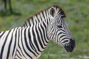 Closeup portrait of a striped African Zebra  posing for photographer © Pete Niesen Photo