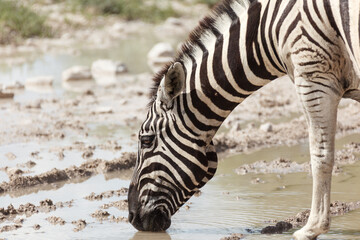 Obraz premium Closeup of the head of a zebra, Burchells, Equus quagga, as he leans down to drink water
