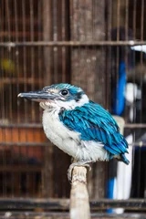 Fototapete Eisvogel Closeup of Blue banded kingfisher bird with turquoise wings native of Java Indonesia  © Pete Niesen Photo
