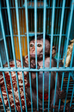 Closeup of young baby Long Tailed Macaque Monkey, Macaca fascicularis, looking out of a cage