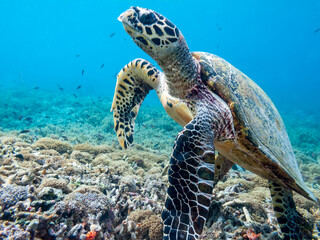 Fototapeta premium Sea turtle ascends from coral reef