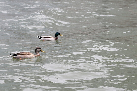 Two mallard ducks swimming in the rippling water