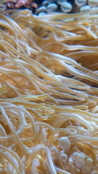Vertical video of bubble-tip anemone (Entacmaea quadricolor) swaying in the water flow