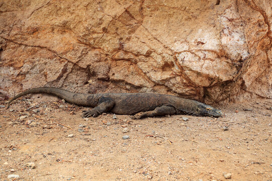 Full Length View of Komodo Dragon Camouflaged in Rocks Indonesia
