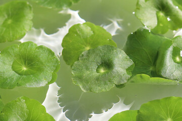 Obraz premium Green pennywort leaves floating on clear water with soft ripples.