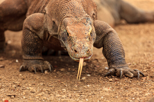 A Komodo dragon (Varanus komodoensis) with its forked tongue flicking out.