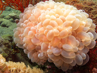 Fish Egg Sacks © Pete Niesen Photo