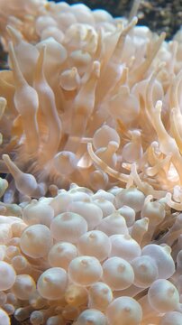 Vertical video of bubble-tip anemone (Entacmaea quadricolor) swaying in the water flow