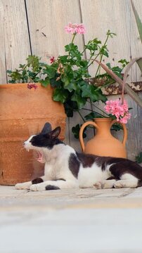 Vertical video of cat is resting on the ground of small village lane. Crete. Greece