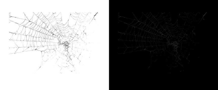 Spider web texture on white and black background, intricate cobweb pattern for Halloween design, fragile silk spiderweb overlay for spooky atmosphere