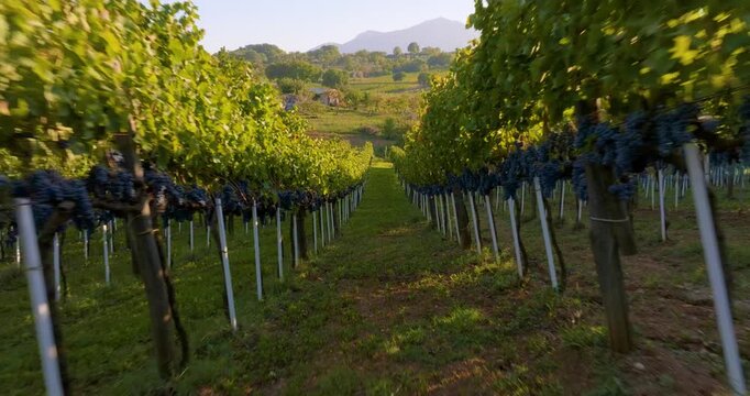 Aerial Drone Flight Over Irpinia Vineyard Rows in Italy at Sunset