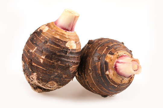 Studio shot of two organic raw taro corms with natural brown skin on white background. for culinary, agricultural, and healthy food ingredient concepts.