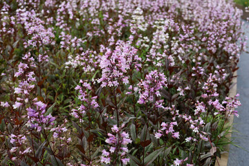 Fototapeta premium Beautiful pale pink penstemon flowers blooming along a modern garden pathway.