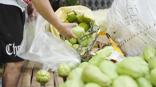 Vendor Sorting Fresh Chayote at a Local Market