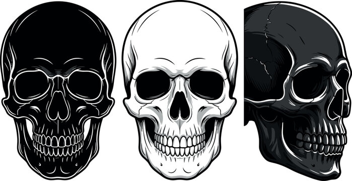 Human skull collection vector illustration with black white and side view profile cranium elements isolated on white background