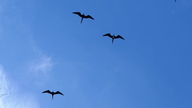 Frigatebirds flying directly overhead silhouetted in bright blue sky
