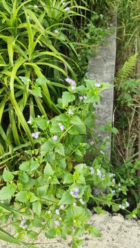 Beautiful view of Ageratum conyzoides plant