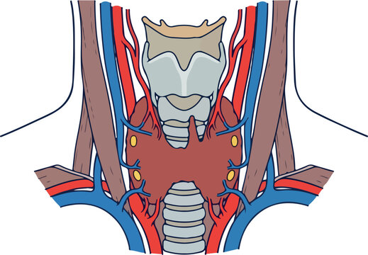 Anatomical Diagram of the Human Thyroid Gland and Parathyroid Glands