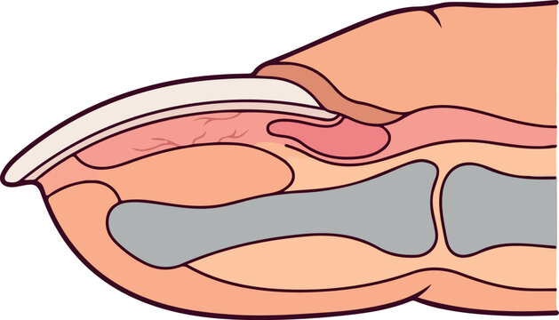 Close-up Of A Fingernail Anatomy Diagram