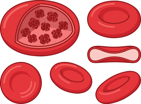Red Blood Cell Structures and Shapes