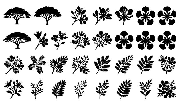 Elegant Royal Poinciana Flower Silhouette Vector Collection with Tropical Botanical Illustrations