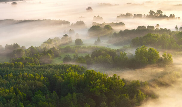 High view of fog over trees